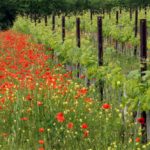 Bauern säen Insektenfreundliche Blumen zwischen Weinreben um die Natur zu schonen.