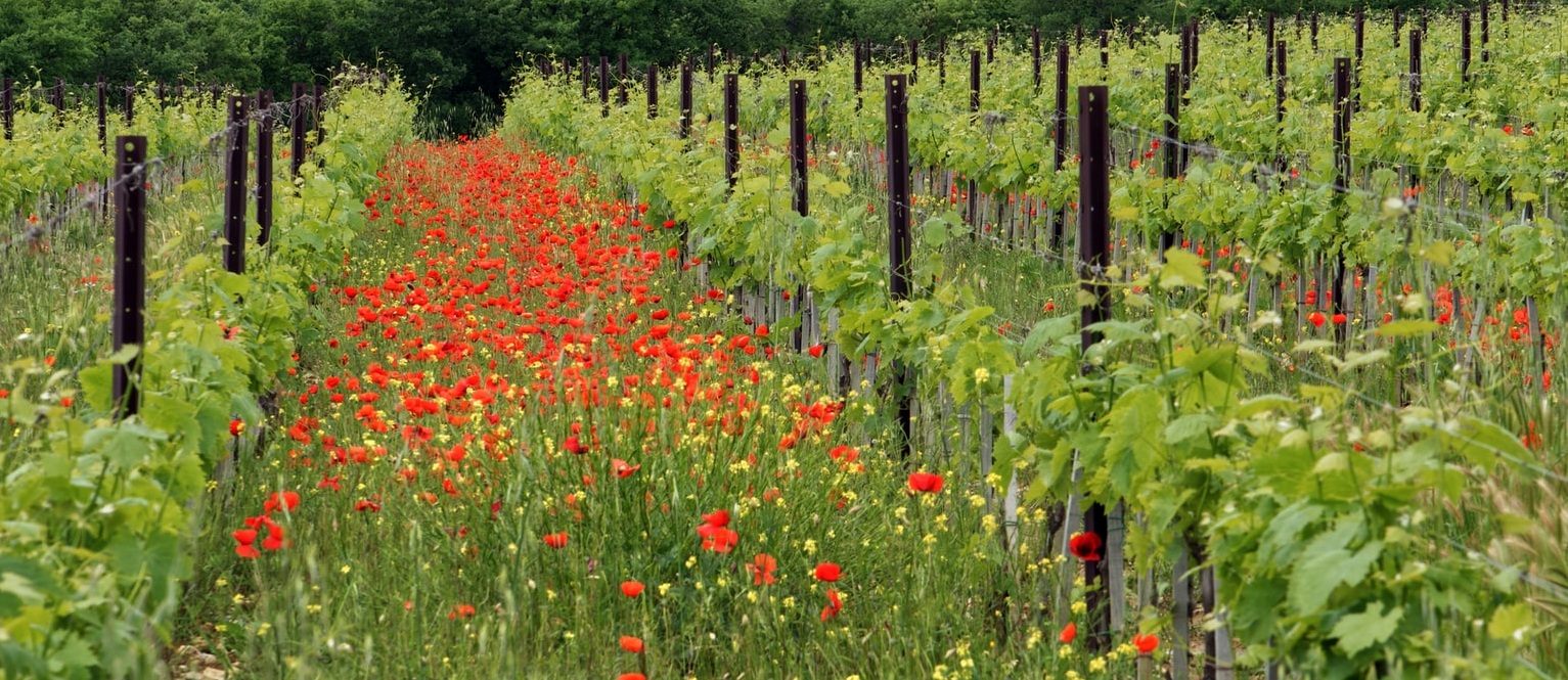 Bauern säen Insektenfreundliche Blumen zwischen Weinreben um die Natur zu schonen.