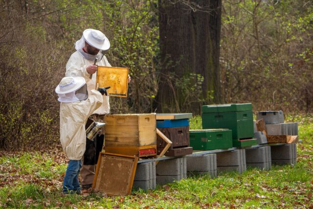 Durch den ersten Preis beim swt-Umweltpreis können mehr Kinder über Bienen lernen Image by Michael Strobel from Pixabay