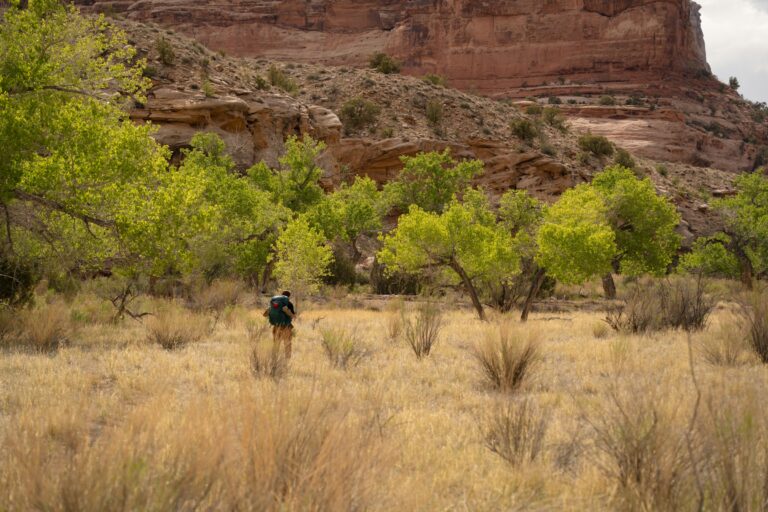 Die FMNR MEthode von Tony Rinaudo macht die Wüste wieder grün.