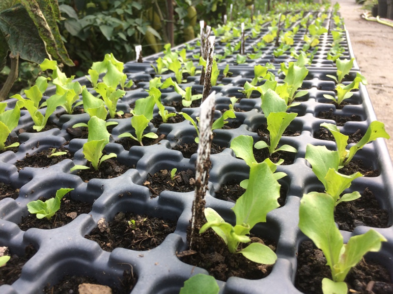 Salat von einem Versuchsteilnehmer von Mit vereinten Gärten. Bild Mit Vereinten Gärten