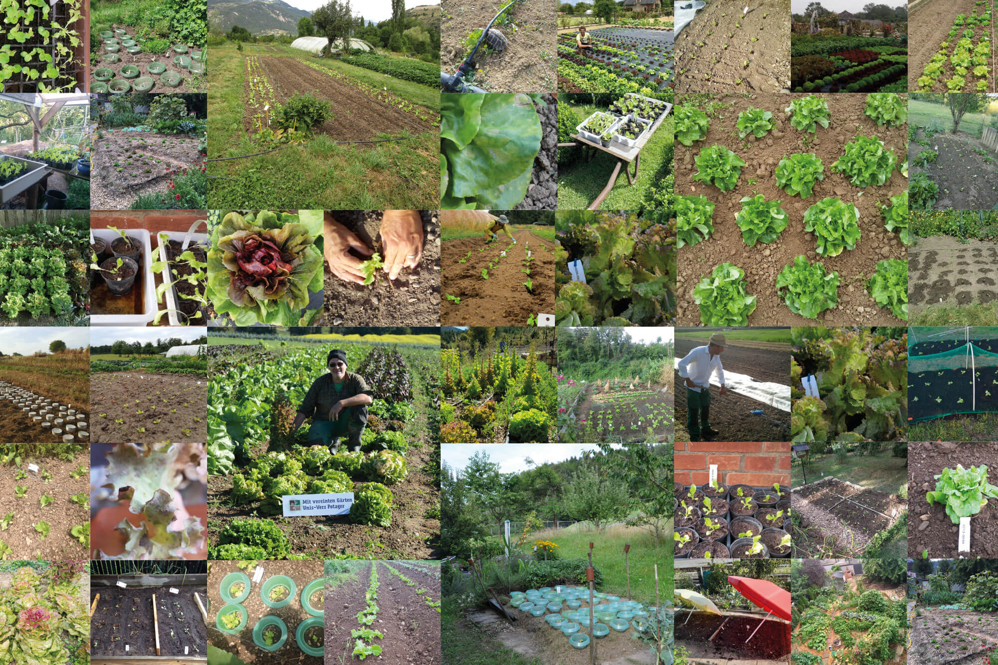 ‘Mit vereinten Gärten’: Als Gemeinschaft alte Salatsorten vermehren und testen. Images copyright mit-vereinten-gaerten.org