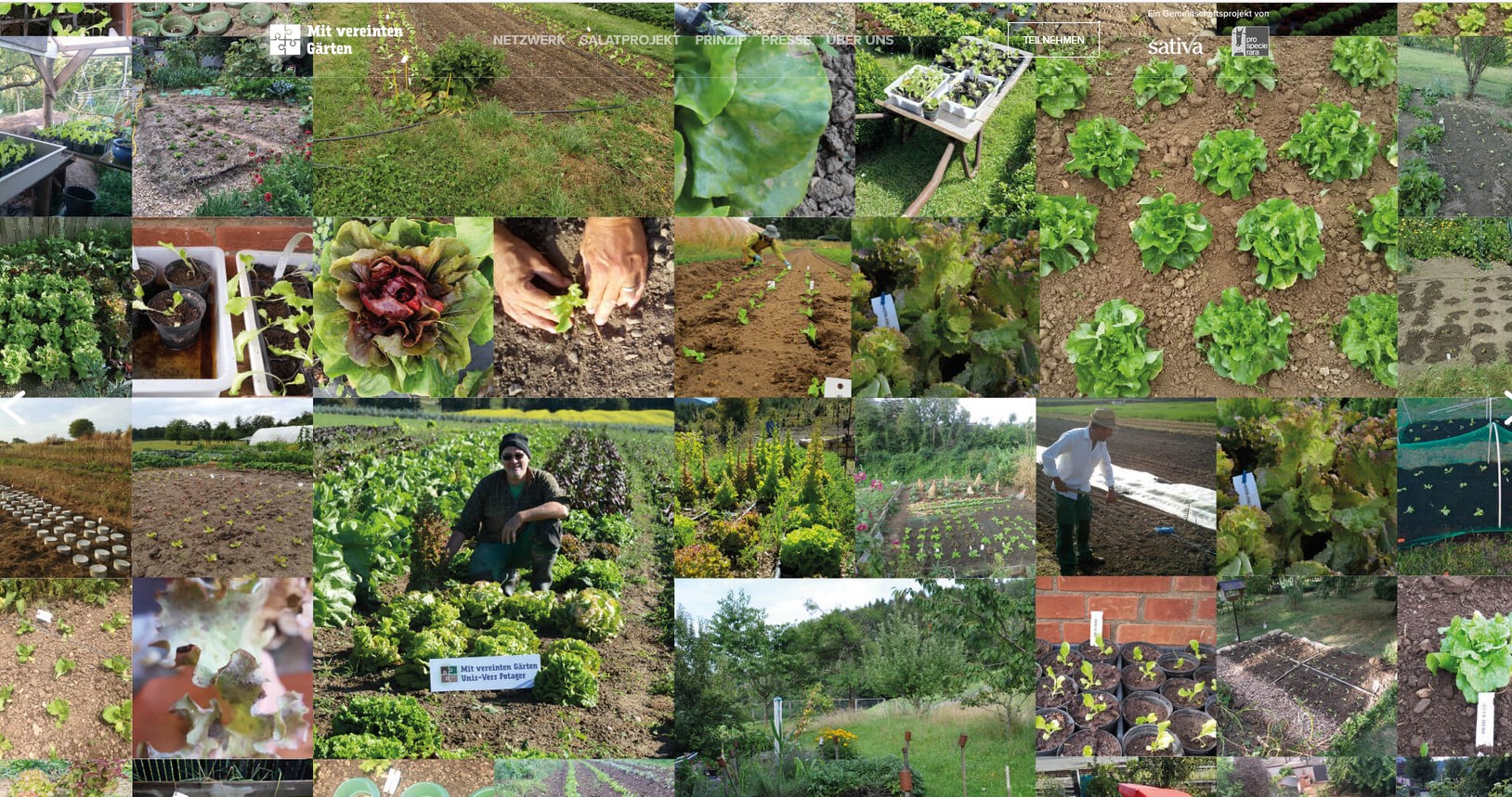 Salatversuchsreihen von Mit vereinten Gärten. Foto Mit vereinten Gärten