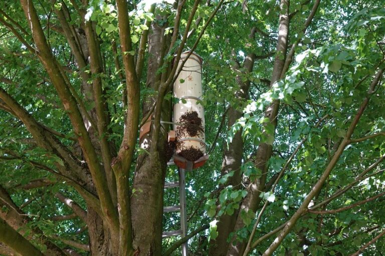 Der Schiffertree von Torben Schiffer hängend im Baum. Copyright Bild BNE.NRW