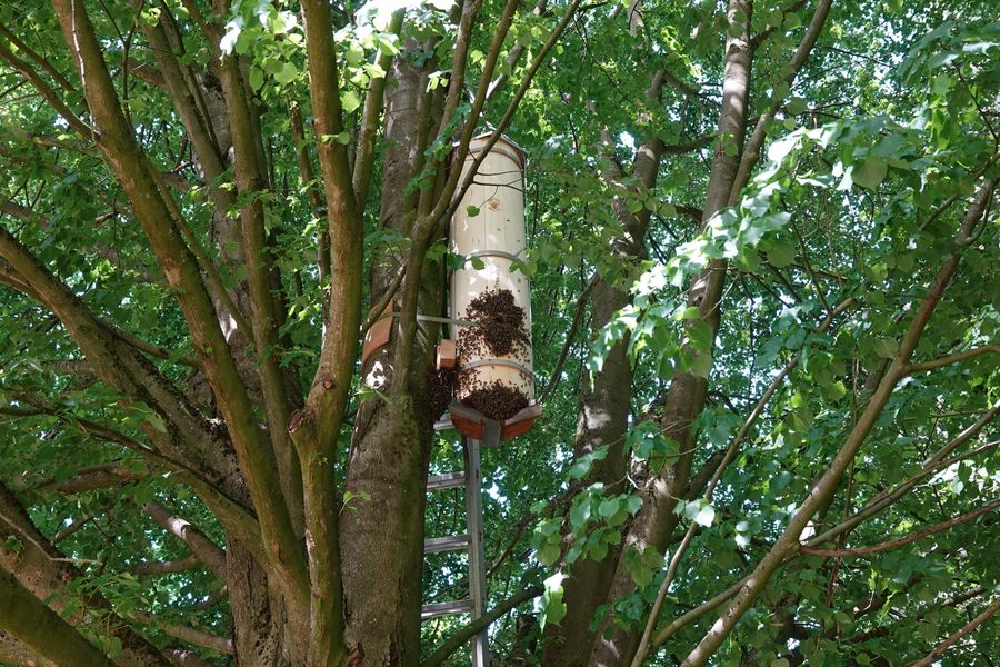 Der Schiffertree von Torben Schiffer hängend im Baum. Copyright Bild BNE.NRW
