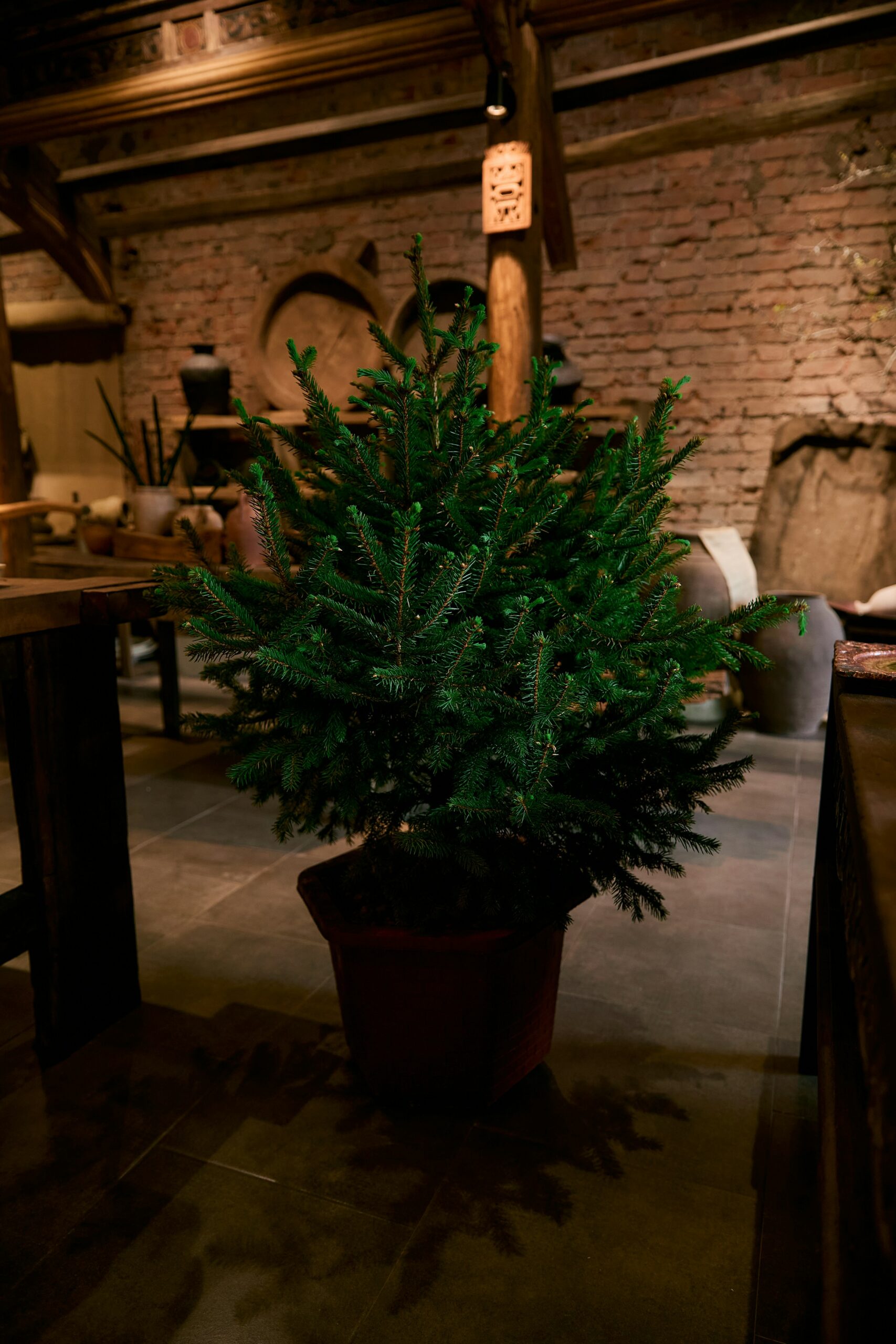 Weihnachtsbaum mieten ist sehr ökologisch. Foto von Elist Nguyen auf Unsplash