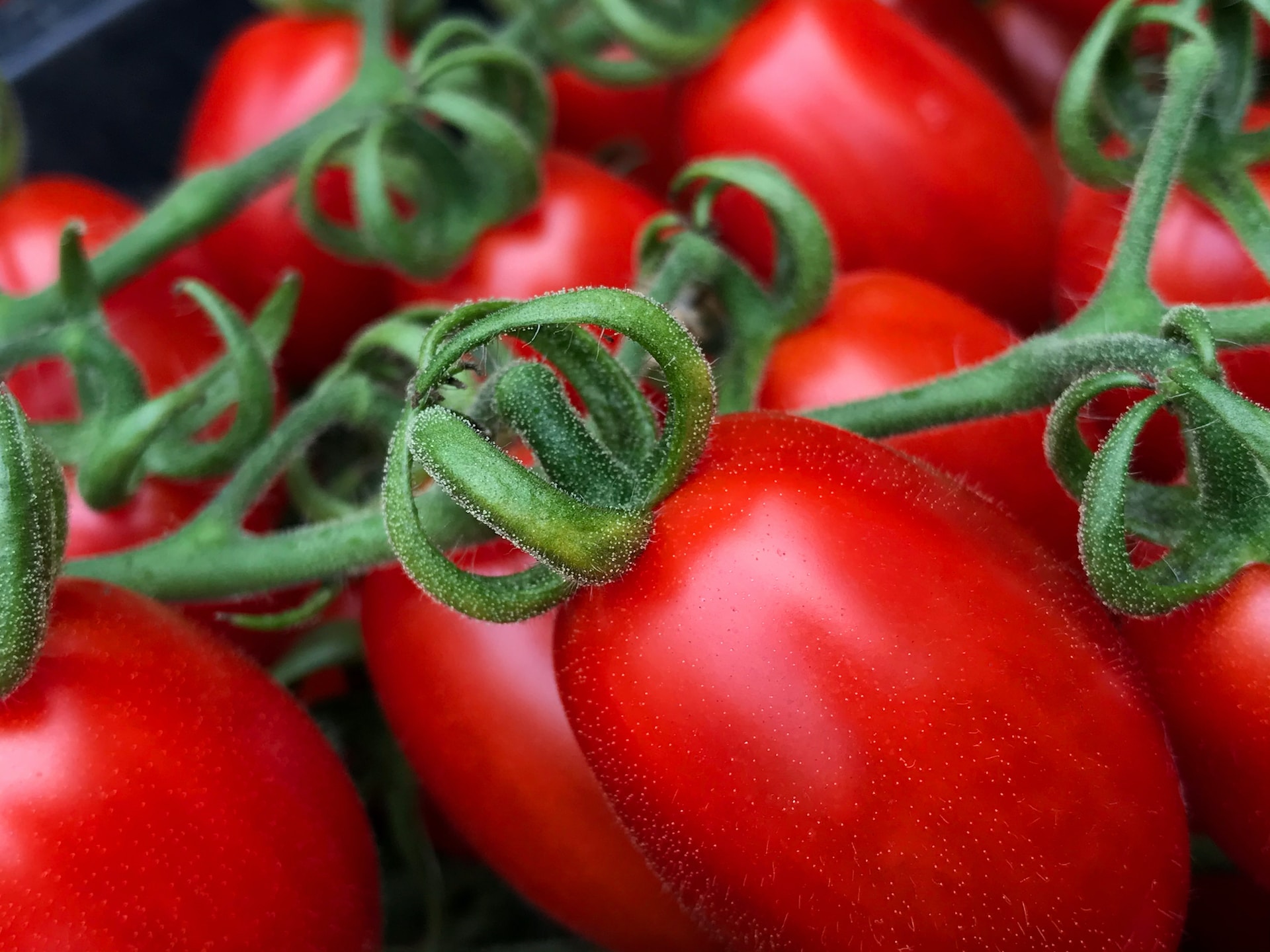 Presidi Projekt von Slow Food, will auch Pachochino Tomaten erhalten. Foto von Marco Vella auf Unsplash