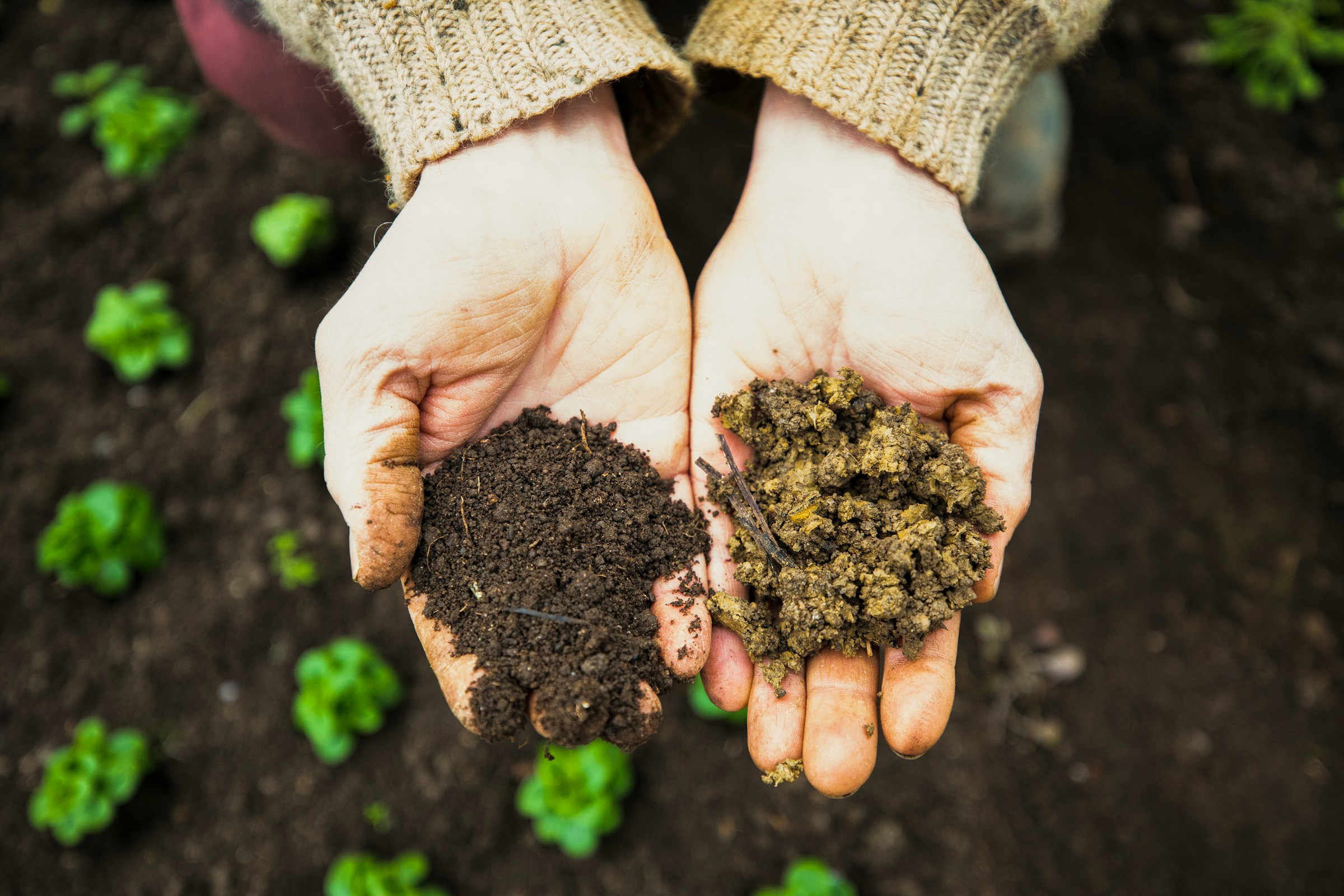 Biodynamische Landwirtschaft arbeitet regenerativ um Bodengesundheit zu fördern. Foto von Markus Spiske auf Unsplash