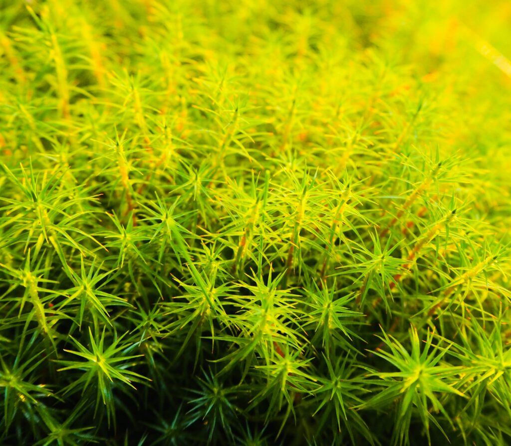 Der Sion nutzt Moss als Filter im Auto. Foto von <a href="https://unsplash.com/de/@olesma?utm_source=unsplash&utm_medium=referral&utm_content=creditCopyText">Ole Smaadahl</a> auf <a href="https://unsplash.com/de/fotos/nahaufnahme-einer-grunen-pflanze-TuiHnvf3LQA?utm_source=unsplash&utm_medium=referral&utm_content=creditCopyText">Unsplash</a>
      