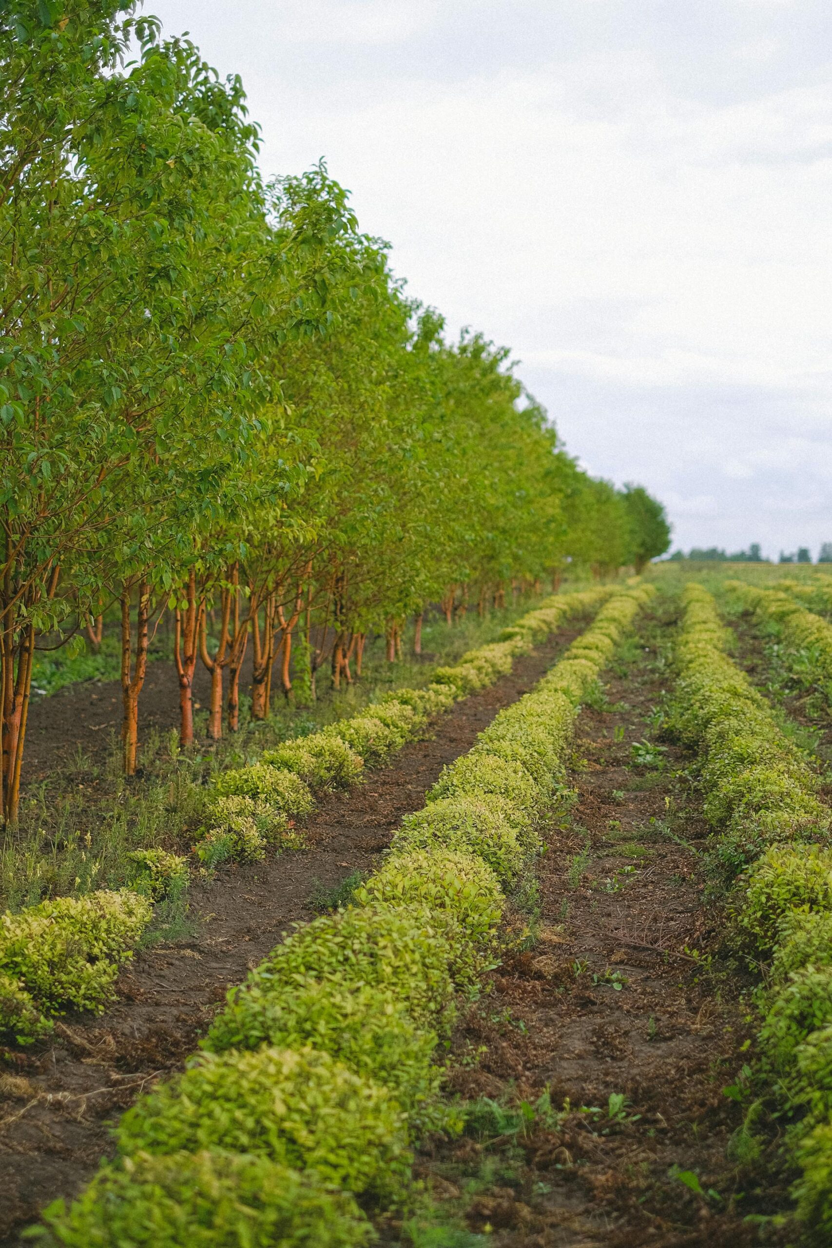 Ein Beispiel für Agroforstwirtschaft - schnellwachsende Bäume direkt neben dem Gemüse. Foto von Anna Shvets: https://www.pexels.com/de-de/foto/feld-dorf-landschaft-landwirtschaft-5231014/4