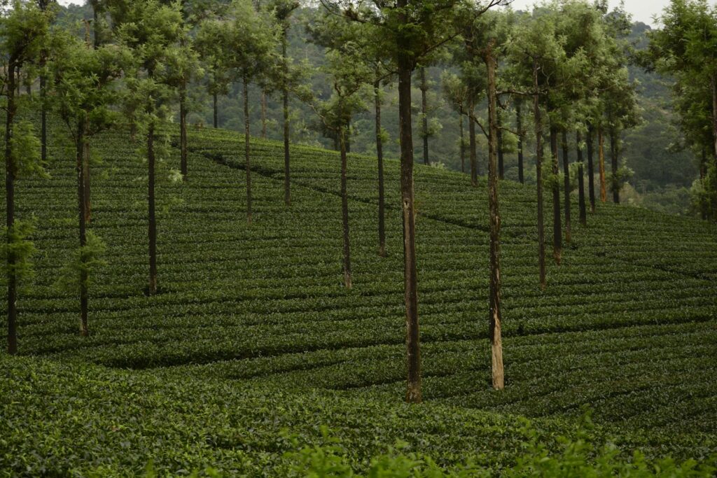 Eine abgewandte Form von Agroforest in Indian. Ein Teefeld mit ungleichmäßig verteilten Bäumen. Foto von Soumith Soman: https://www.pexels.com/de-de/foto/landschaft-feld-baume-bauernhof-4977223/