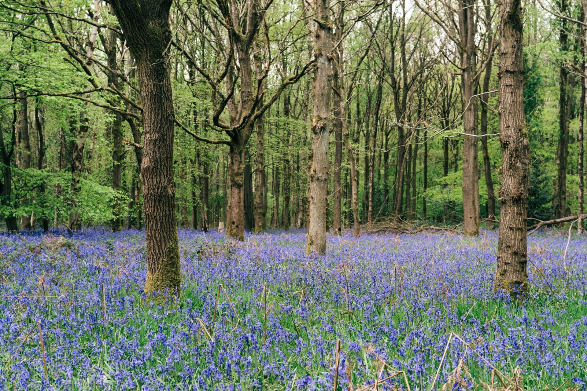 Bluebells in einen Waldstück in Großbritanien. Foto von Tom Allport auf Unsplash.