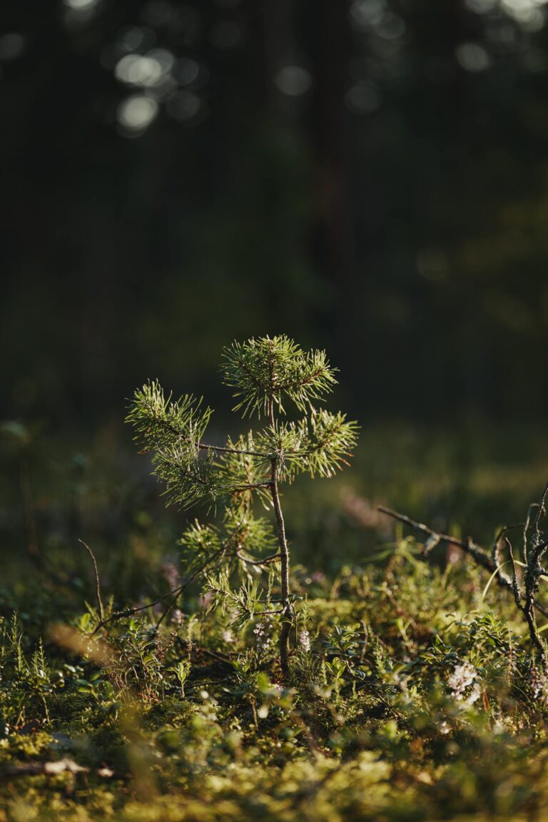 Ein kleiner Kiefernbaum im Tiny Forest in Brandenburg. Foto von Lauri Poldre: https://www.pexels.com/de-de/foto/natur-wald-baum-immergrun-18115919/