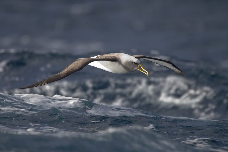 Ein Albatros beim Fliegen über das Meer. Bild Wikipedia