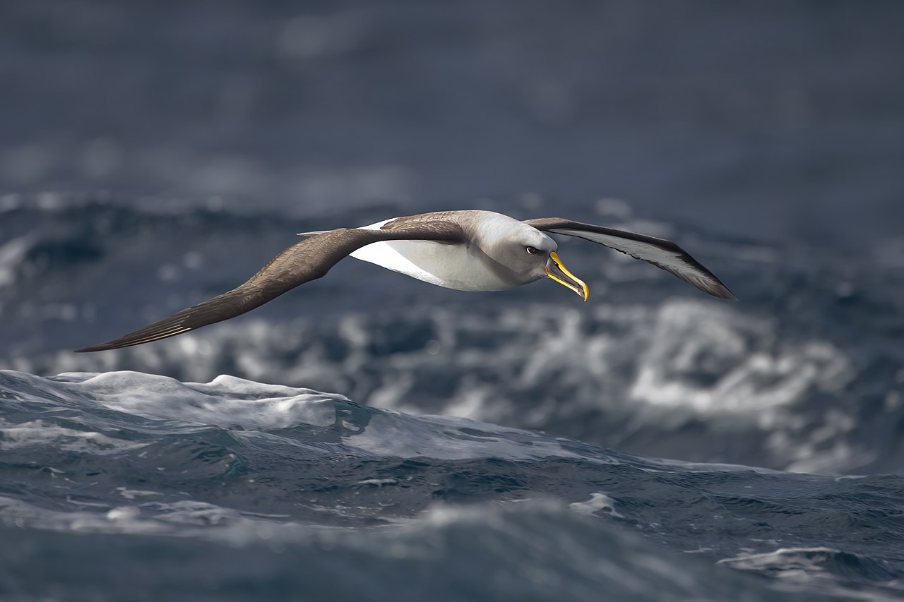 Ein Albatros beim Fliegen über das Meer. Bild Wikipedia