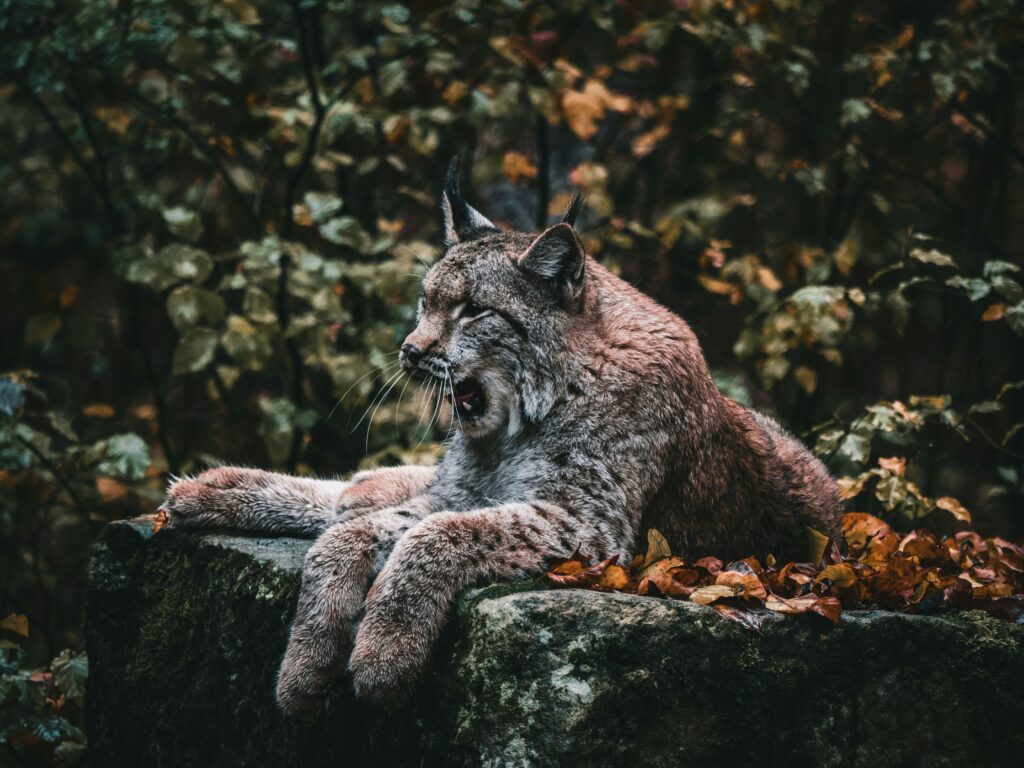 Der Luchs chilled an einer Bergkante. Foto von <a href="https://unsplash.com/de/@kai_wenzel?utm_source=unsplash&utm_medium=referral&utm_content=creditCopyText">Kai Wenzel</a> auf <a href="https://unsplash.com/de/fotos/braune-lowin-auf-felsbrocken-0meghzt76Tk?utm_source=unsplash&utm_medium=referral&utm_content=creditCopyText">Unsplash</a>