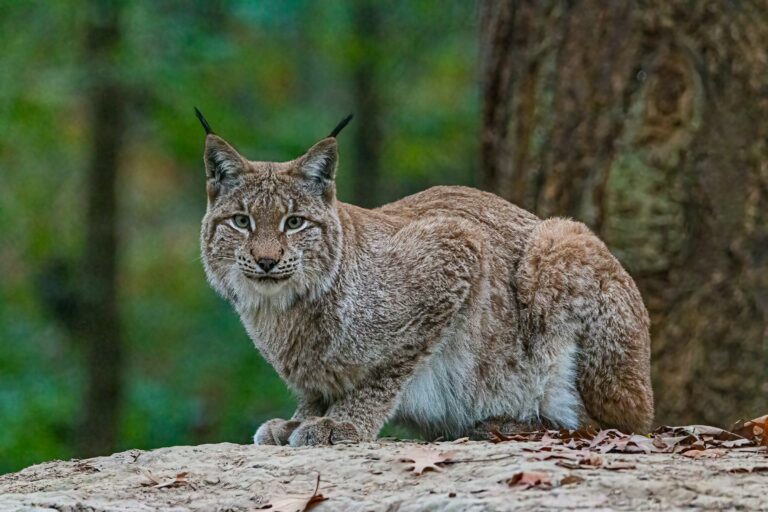 Der Luchs wird wieder heimisch in Deutschland. Foto von kenny goossen auf Unsplash