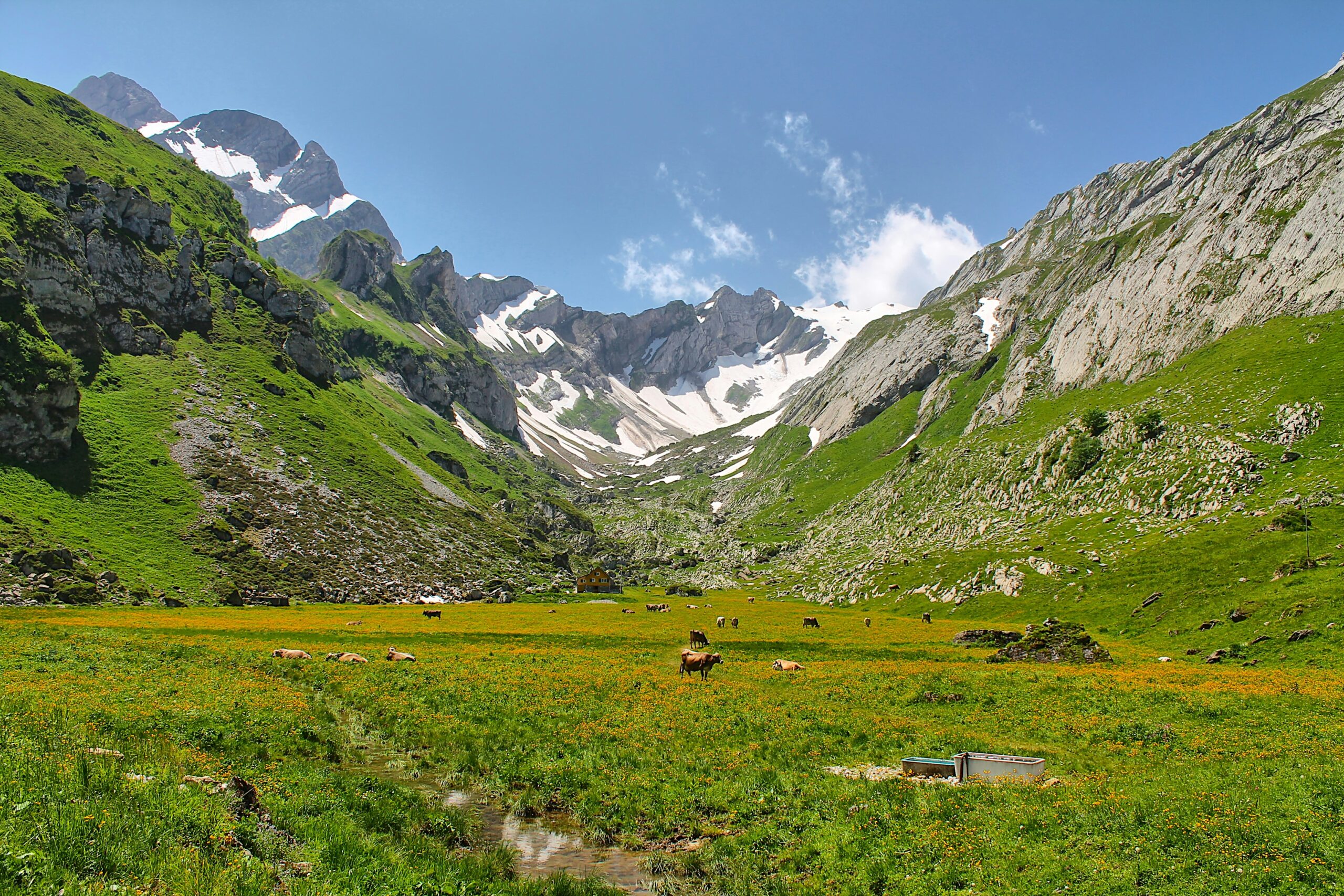 Alpen-Blumenwiesen gegen Erosion in der Schweiz. Foto von Claudio Biesele auf Unsplash