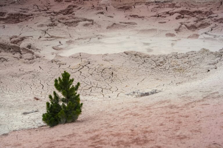 Waldkiefern Stoppen Sandstürme in der Mongolei.