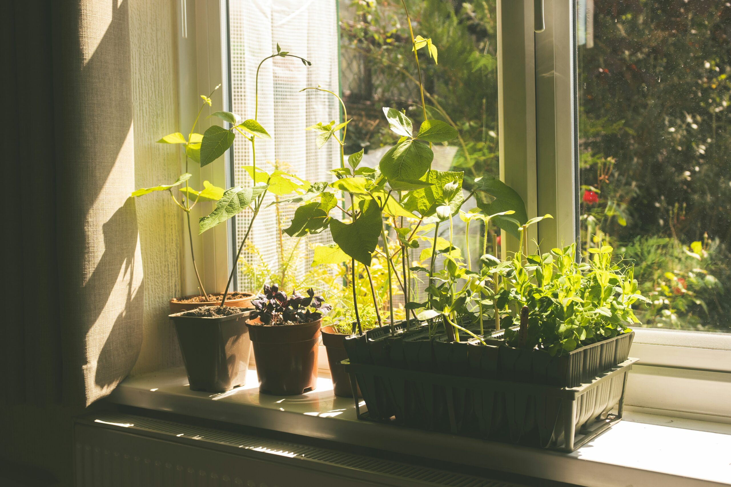 Ein Mini-Agroforest auf dem Fensterbrett. Foto von Elly M auf Unsplash