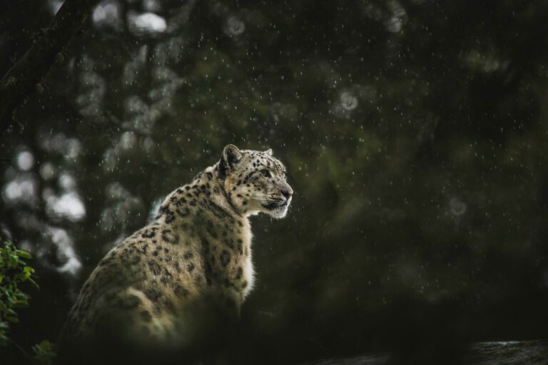 Ein Schneeleopark in einem Nationalpark, wo er geschützt ist. Foto von Frida Lannerström auf Unsplash