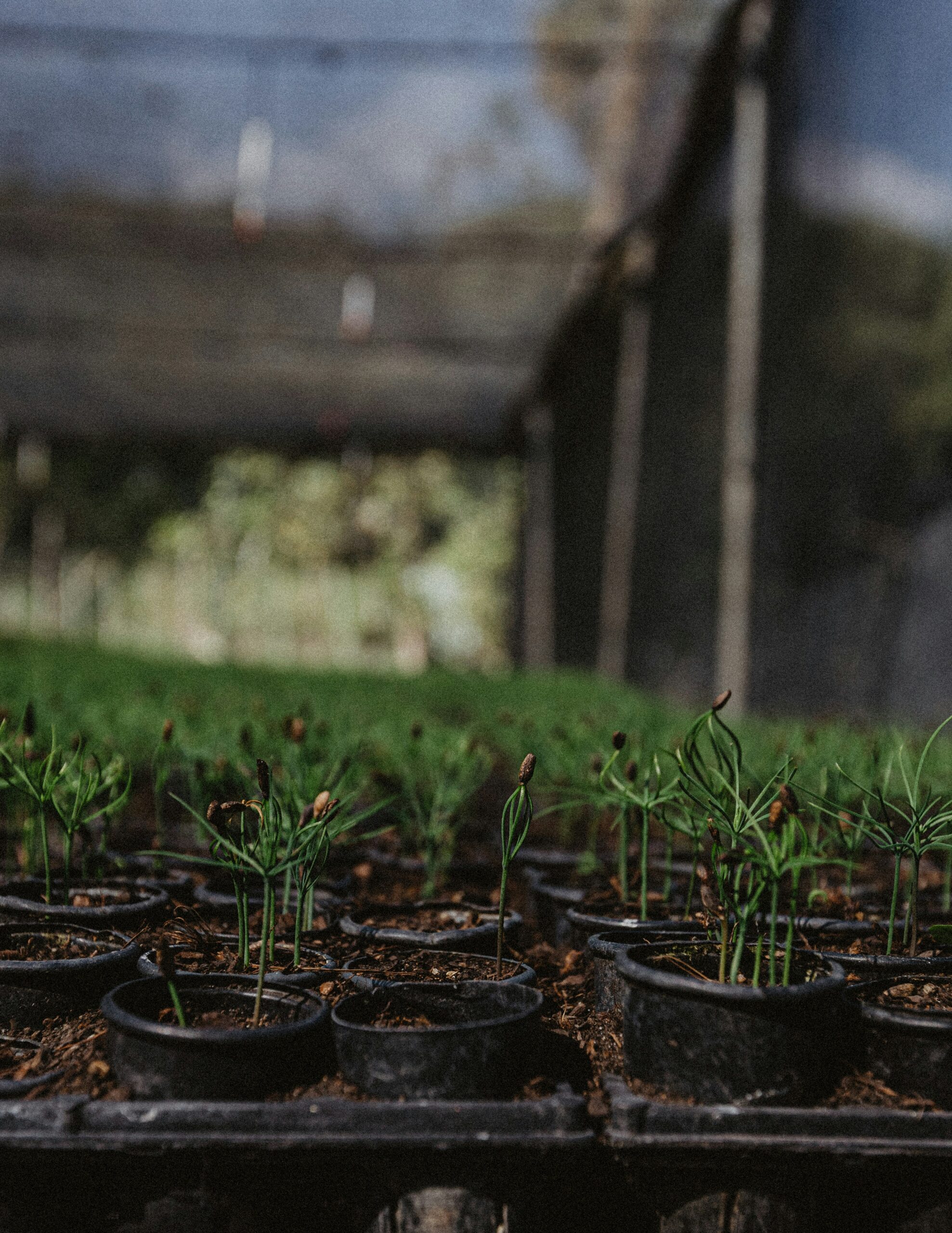 Kleine Kieferbäume von Samen gezogen.