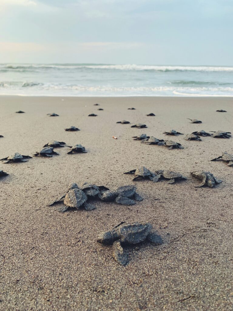 Baby Meereschildkröten auf dem Weg vom Nest ins Meer. Foto von Marc-André Julien auf Unsplash