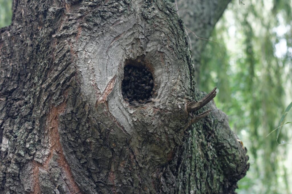 Ein anderes natürliches Bienenhaus. Bild Anna Riduplessis