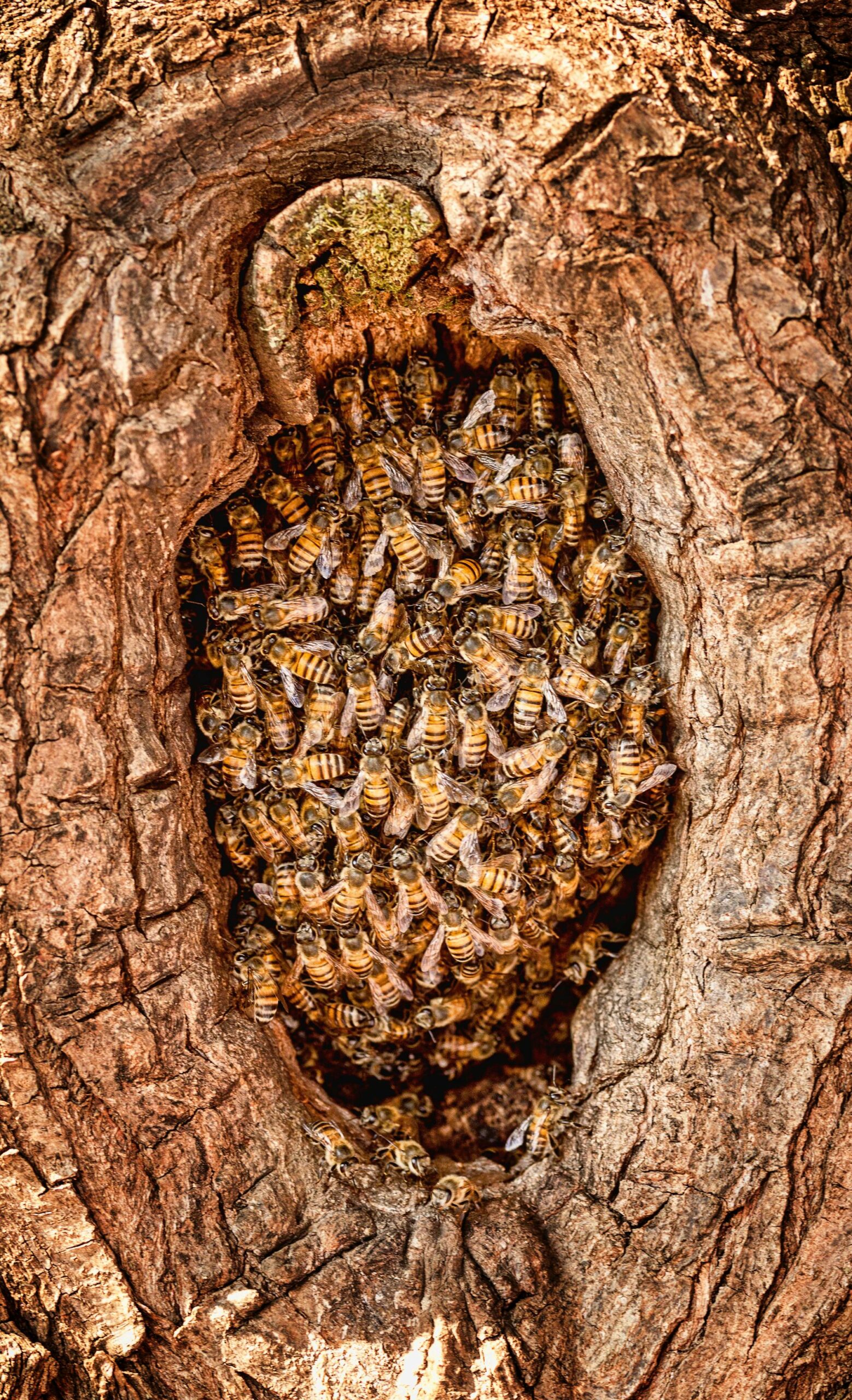Ein natürlicher Bienenstock in einem Baumloch. Bild Gill Heward.