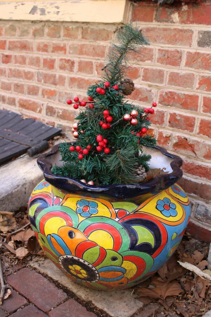 Auch kleine Weihnachtsbäume können eingetopft werden. Bild: Keith Vu