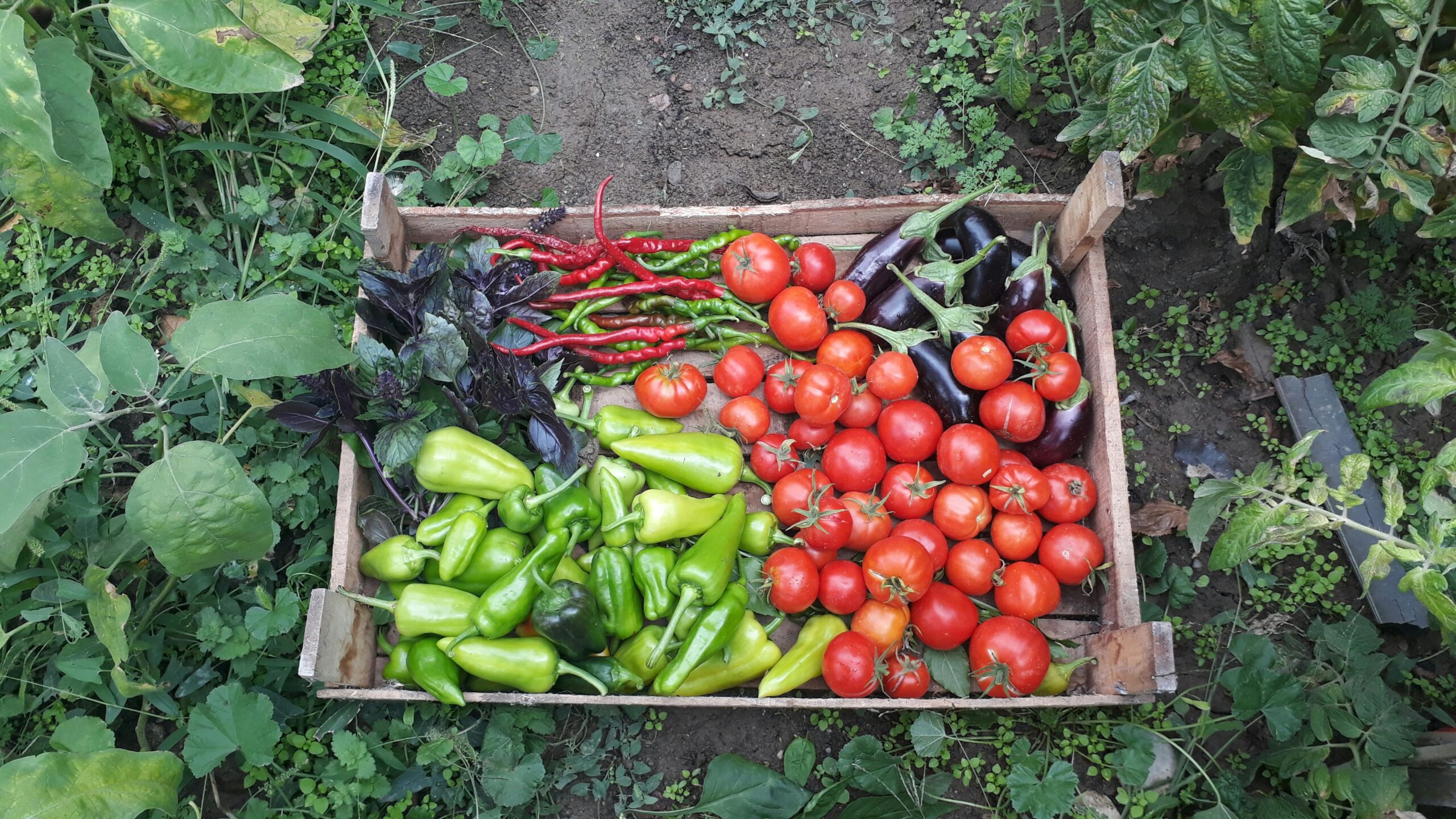 Eine soidarische Landwirtschaft zu gründen macht spass. Foto von Tahir Xəlfəquliyev: https://www.pexels.com/de-de/foto/ernte-von-frischem-bio-gemuse-in-holzkiste-33438410/