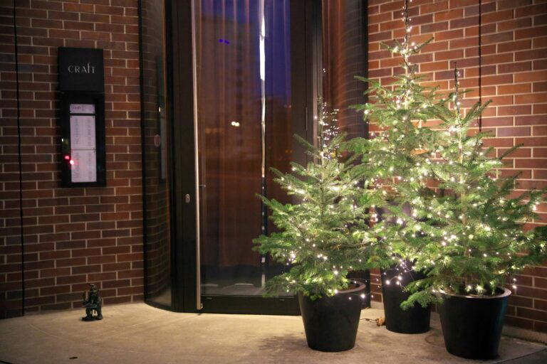 Warum nicht deinen Weihnachtsbaum im Topf kaufen oder mieten? Foto von Tadeusz Zachwieja auf Unsplash