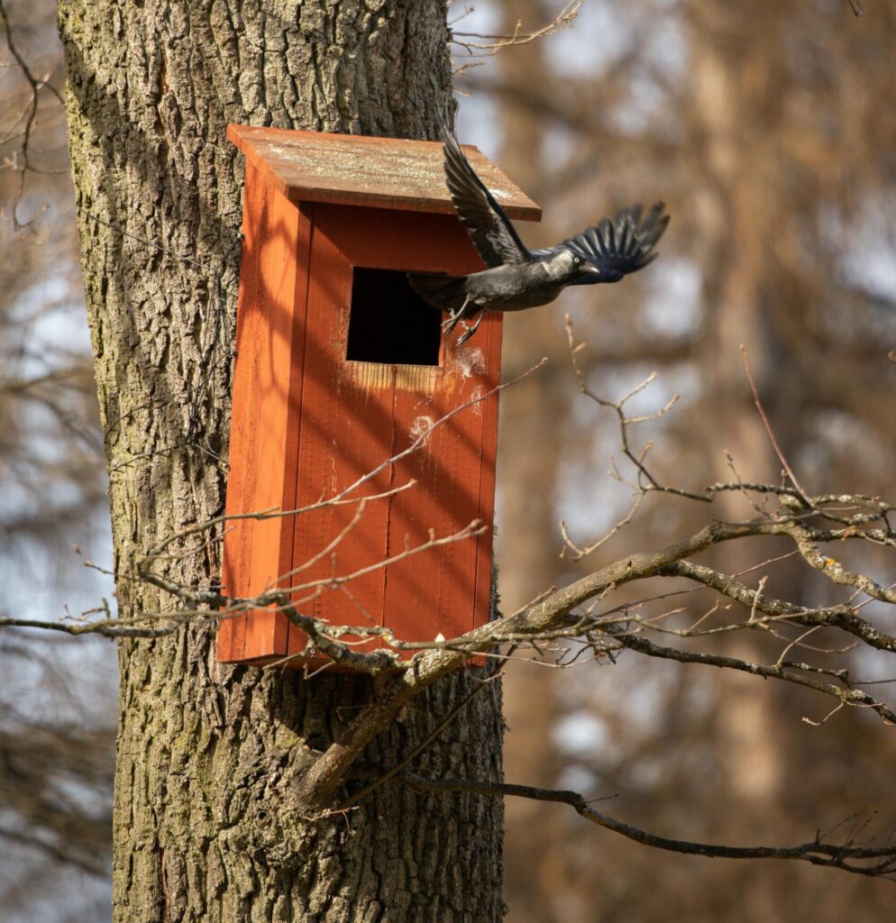 Nistkästen kann man auch für größere Vögel bauen. Foto von Efrem Efre : https://www.pexels.com/de-de/foto/31461640/