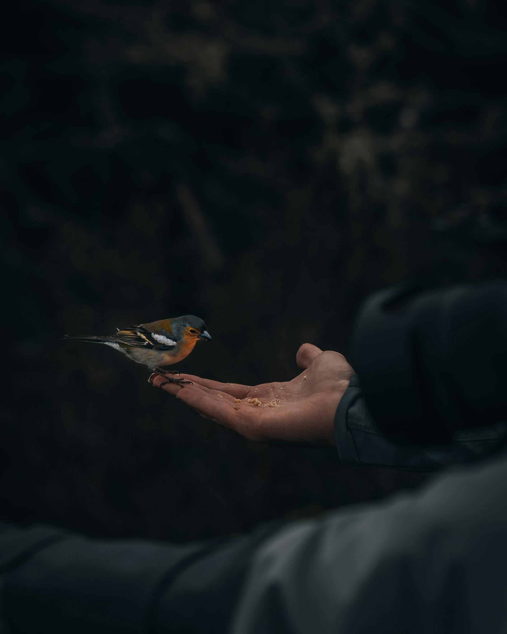Wenn Du Vögel liebst, dann kannst du ja auch einen Vogelschutzgruppe gründen mit anderen. Foto von Jakob Jin: https://www.pexels.com/de-de/foto/handfutterung-eines-buchfinken-im-wald-von-madeira-31793348/