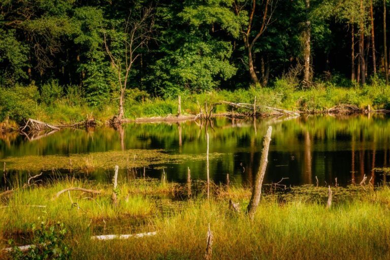 Es gibt überall Biotope. Foto von Maciej Cisowski: https://www.pexels.com/de-de/foto/landschaft-natur-wasser-sommer-27379170/