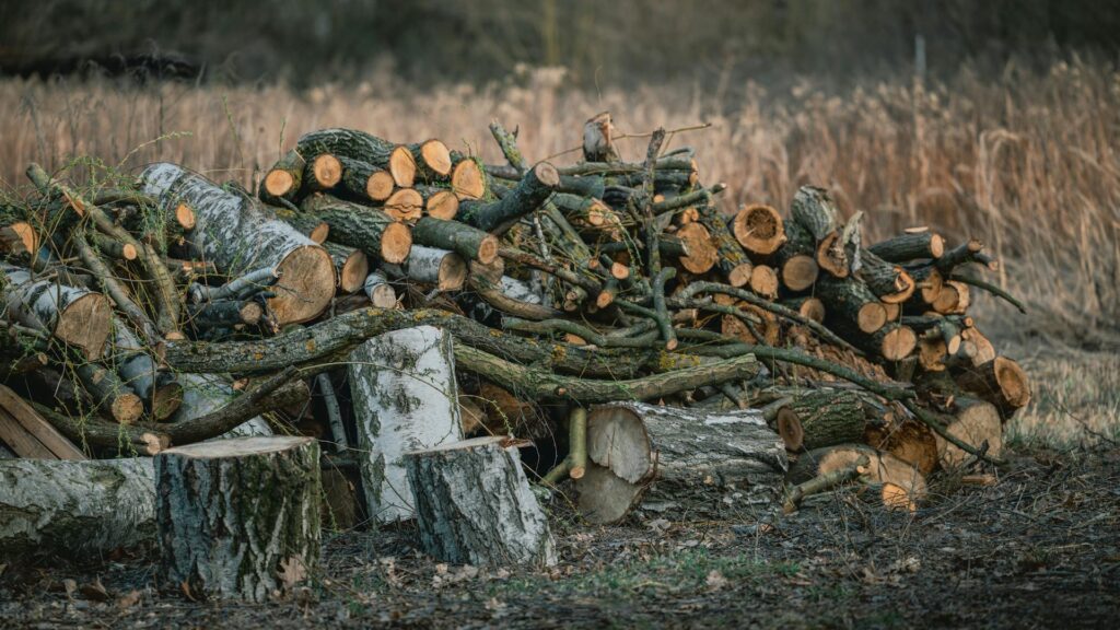 Totholz kann man einfach so aufstapeln. Foto von Serhii Barkanov: https://www.pexels.com/de-de/foto/stapel-gefallter-baumstamme-in-naturlicher-umgebung-36788663/