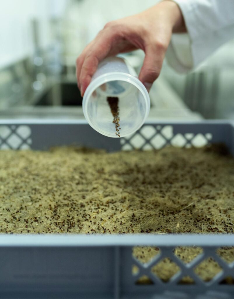 Die Samen können auch auf Steinwolle oder Hanfmatten ausgesäet werden. Foto von ThisIsEngineering: https://www.pexels.com/de-de/foto/landwirtschaft-saat-labor-forschung-3912512/