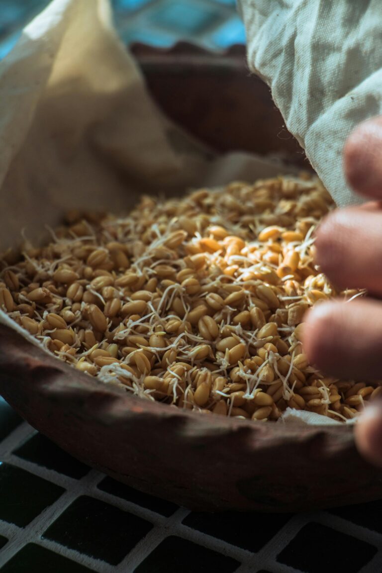 Weizensproßen kann man für Keimbrot nutzen.